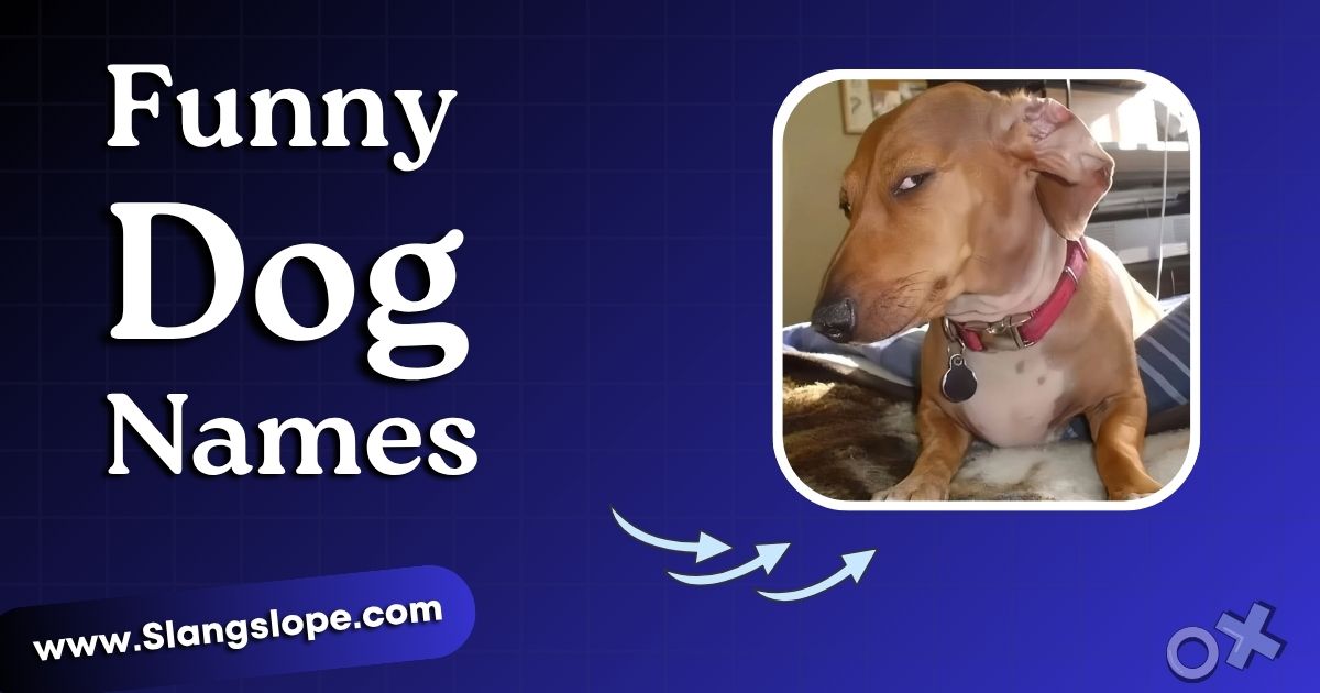 170+ Funny Dog Names That Actually Suit Your Dog's Weird Personality